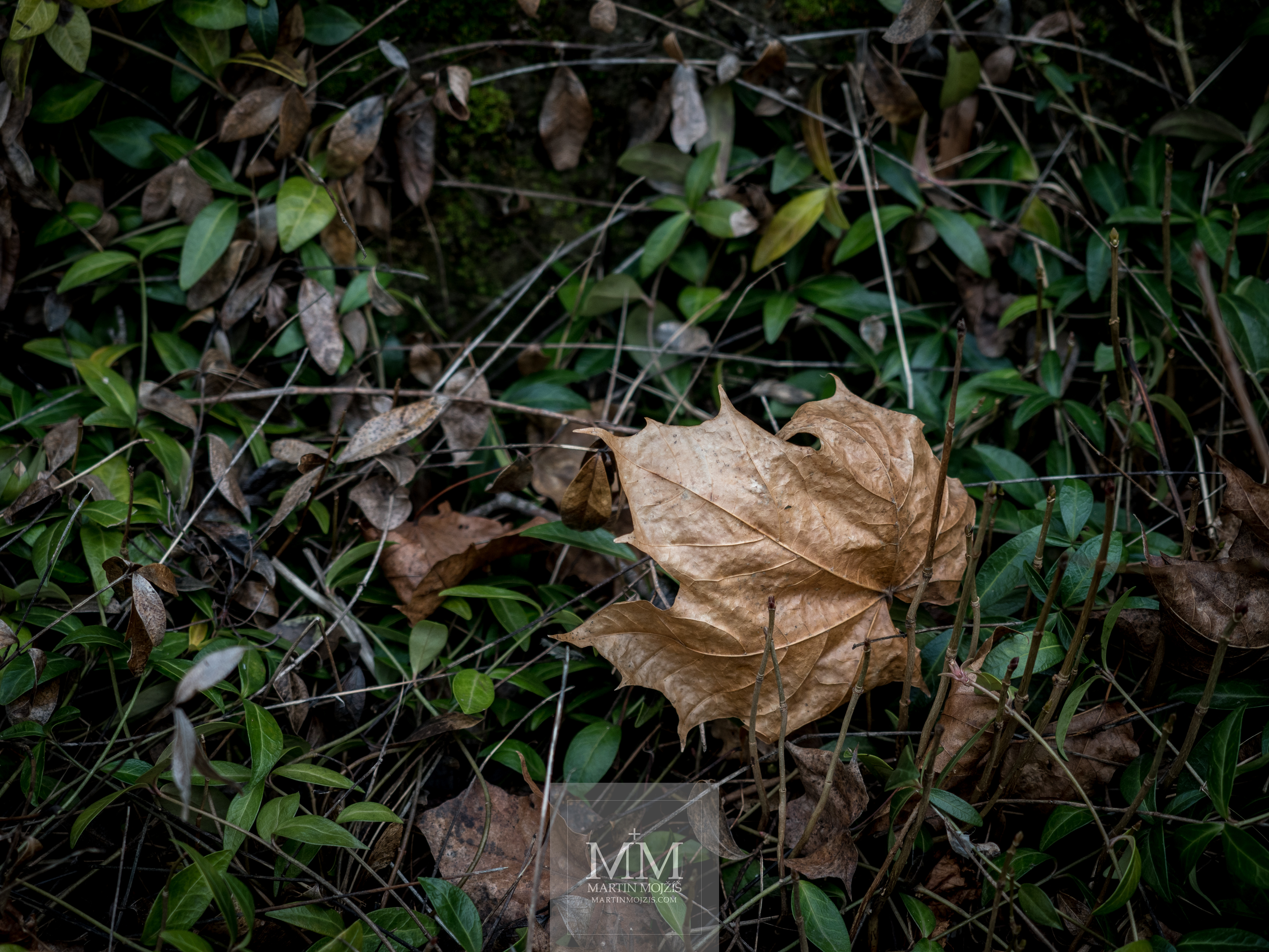Suchý javorový list v trávě. Fotografie vytvořena objektivem Olympus 12 - 40 mm 2.8 Pro.